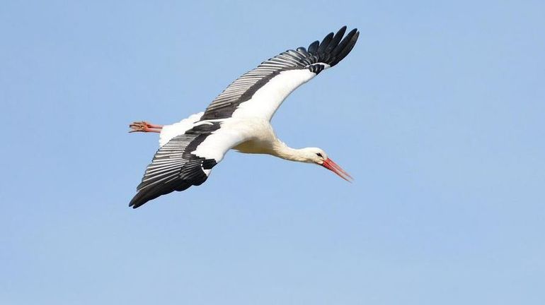 cigogne
